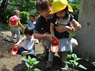 東京校には園芸ができる畑があります。ナーサリーさんはピーマンを植えました！おいしく育つかな～♪